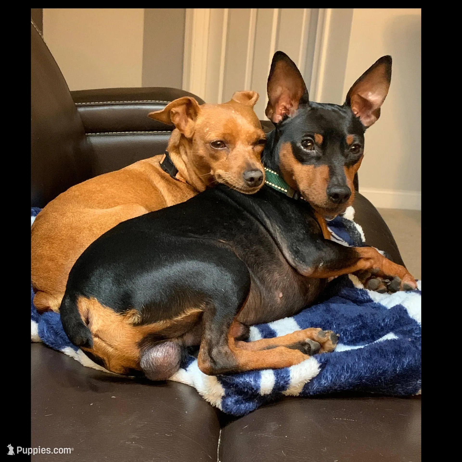Molly, a female Miniature Pinscher for sale in Fredericksburg, VA – Photo 7 of 7