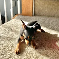 Molly, a female Miniature Pinscher for sale in Fredericksburg, VA – Photo 5 of 7