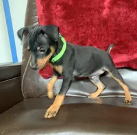 Mikey, a male Miniature Pinscher for sale in Fredericksburg, VA – 2 of 7