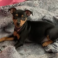 Missy, a female Miniature Pinscher for sale in Fredericksburg, VA – Photo 2 of 10