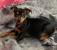 Missy, a female Miniature Pinscher for sale in Fredericksburg, VA – Photo 2 of 4