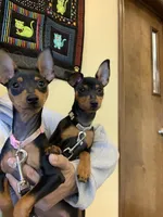 Missy, a female Miniature Pinscher for sale in Fredericksburg, VA – Photo 9 of 10