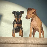 Missy, a female Miniature Pinscher for sale in Fredericksburg, VA – Photo 3 of 10