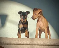 Missy, a female Miniature Pinscher for sale in Fredericksburg, VA – Photo 3 of 4