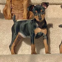 Missy, a female Miniature Pinscher for sale in Fredericksburg, VA – Photo 1 of 10