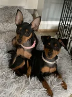 Missy, a female Miniature Pinscher for sale in Fredericksburg, VA – Photo 5 of 10