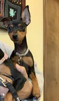 Missy, a female Miniature Pinscher for sale in Fredericksburg, VA – Photo 8 of 10
