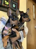 Missy, a female Miniature Pinscher for sale in Fredericksburg, VA – Photo 10 of 10