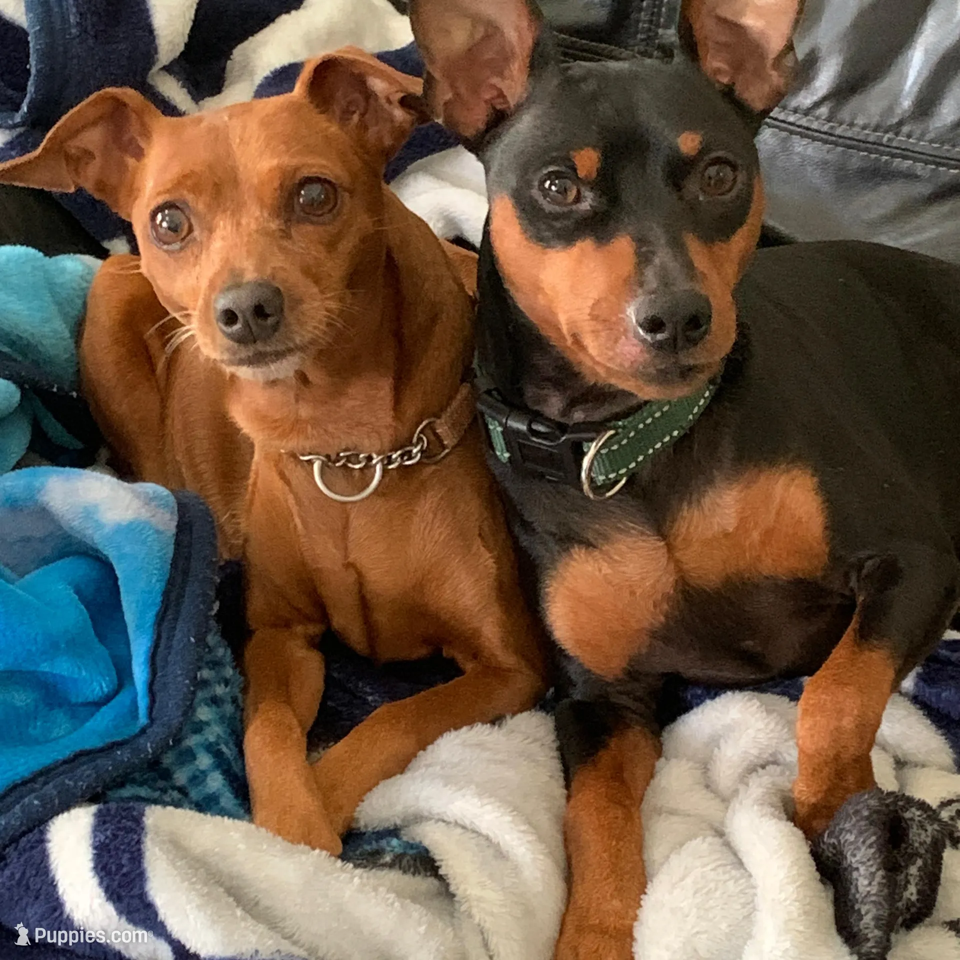 Missy, a female Miniature Pinscher for sale in Fredericksburg, VA – Photo 4 of 10