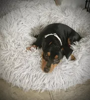 Missy, a female Miniature Pinscher for sale in Fredericksburg, VA – Photo 6 of 10