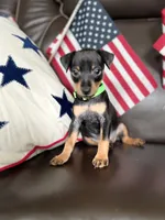 Mikey, a male Miniature Pinscher for sale in Fredericksburg, VA – 7 of 7
