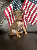Sparkly, a male Miniature Pinscher for sale in Fredericksburg, VA – 3 of 3