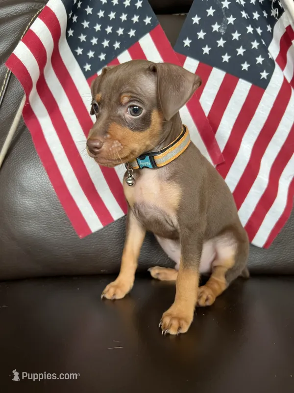 Coco – Miniature Pinscher puppy for sale in Fredericksburg, VA