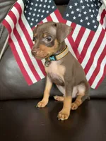 Coco, a male Miniature Pinscher for sale in Fredericksburg, VA – 1 of 3
