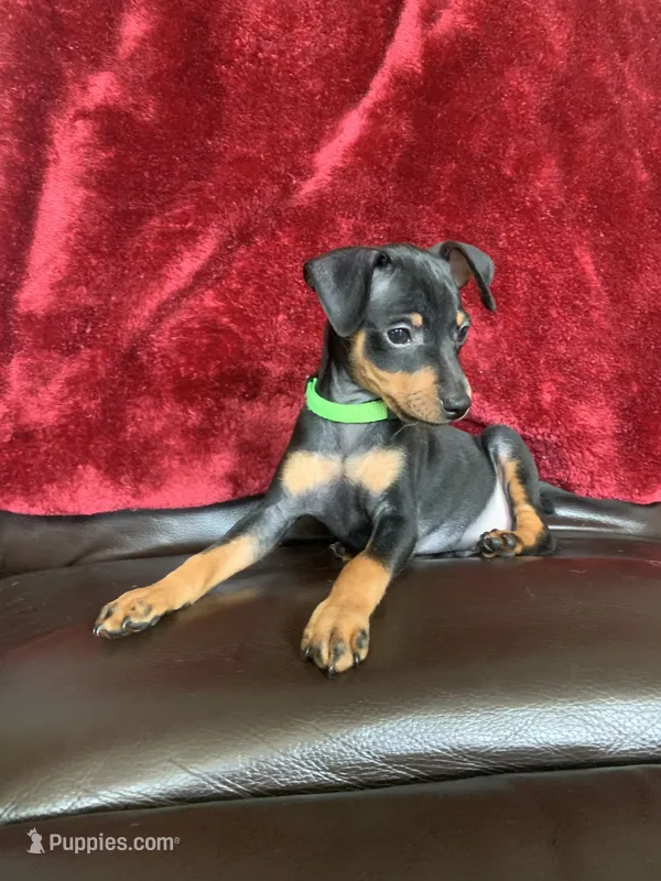Mikey – Miniature Pinscher puppy for sale in Fredericksburg, VA