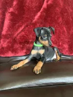 Mikey, a male Miniature Pinscher for sale in Fredericksburg, VA – 1 of 7