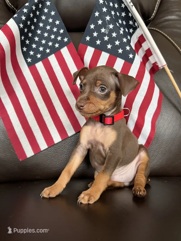 Sparkly – Miniature Pinscher puppy for sale in Fredericksburg, VA