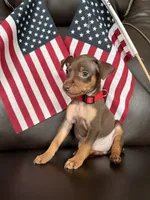 Sparkly, a male Miniature Pinscher for sale in Fredericksburg, VA – 1 of 3