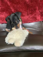 Mikey, a male Miniature Pinscher for sale in Fredericksburg, VA – 3 of 7
