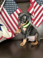 Mikey, a male Miniature Pinscher for sale in Fredericksburg, VA – 4 of 7