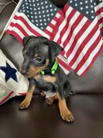Mikey, a male Miniature Pinscher for sale in Fredericksburg, VA – 6 of 7