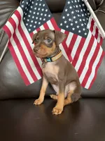 Coco, a male Miniature Pinscher for sale in Fredericksburg, VA – 2 of 3
