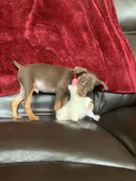 Sparkly, a male Miniature Pinscher for sale in Fredericksburg, VA – 2 of 7