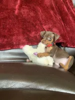 Sparkly, a male Miniature Pinscher for sale in Fredericksburg, VA – 3 of 7