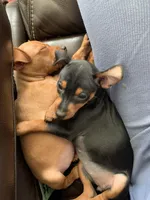 Molly, a female Miniature Pinscher for sale in Fredericksburg, VA – Photo 4 of 7