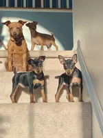 Molly, a female Miniature Pinscher for sale in Fredericksburg, VA – Photo 2 of 7