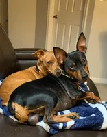 Molly, a female Miniature Pinscher for sale in Fredericksburg, VA – Photo 7 of 7