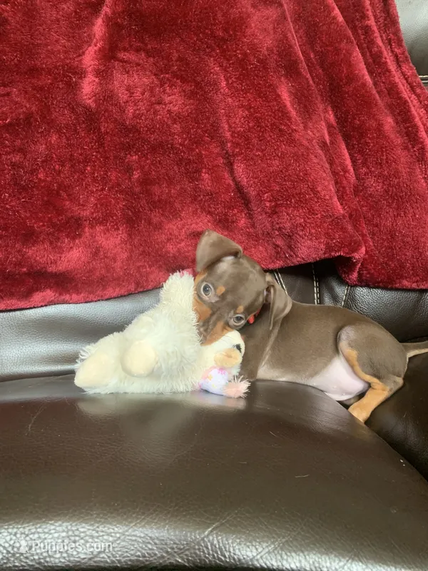 Sparkly – Miniature Pinscher puppy for sale in Fredericksburg, VA