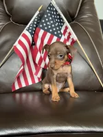 Sparkly, a male Miniature Pinscher for sale in Fredericksburg, VA – 2 of 3