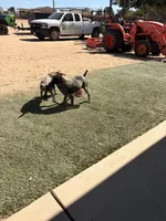 green collar, a female German Shorthaired Pointer for sale in Hesperia, CA – 6 of 6