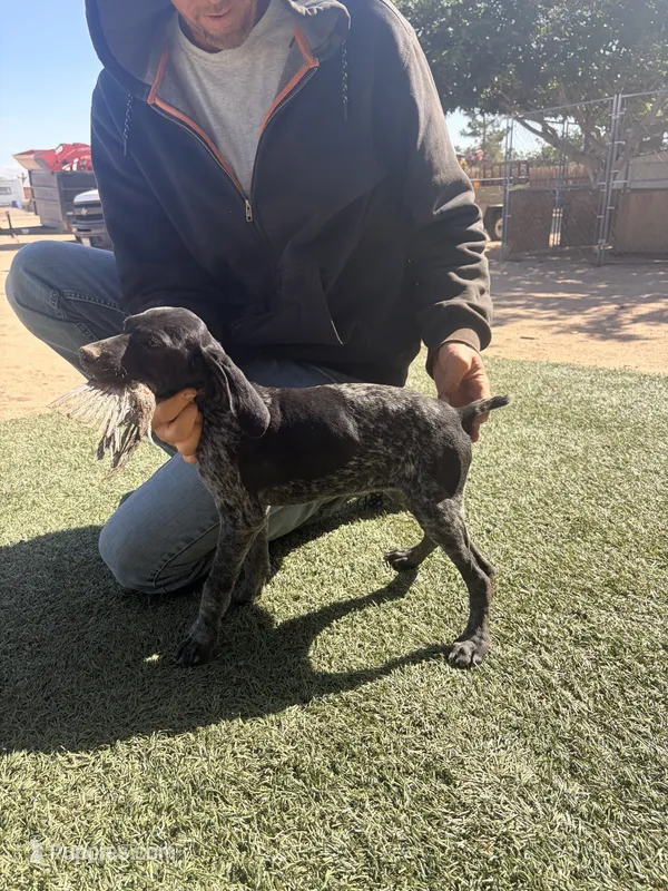 dark grey  – German Shorthaired Pointer puppy for sale in Hesperia, CA