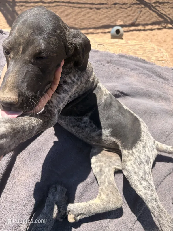 red collar – German Shorthaired Pointer puppy for sale in Hesperia, CA
