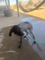 green collar, a female German Shorthaired Pointer for sale in Hesperia, CA – 8 of 8
