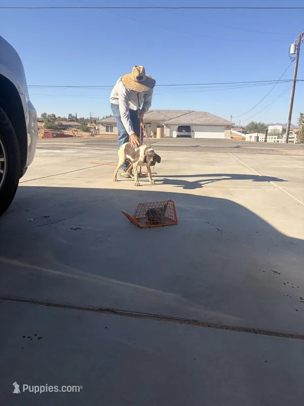 Taz – German Shorthaired Pointer puppy for sale in Hesperia, CA