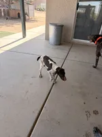 blue collar, a male German Shorthaired Pointer for sale in Hesperia, CA – 4 of 8