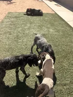 red collar, a female German Shorthaired Pointer for sale in Hesperia, CA – 9 of 9