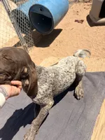 forest green, a male German Shorthaired Pointer for sale in Hesperia, CA – 5 of 5