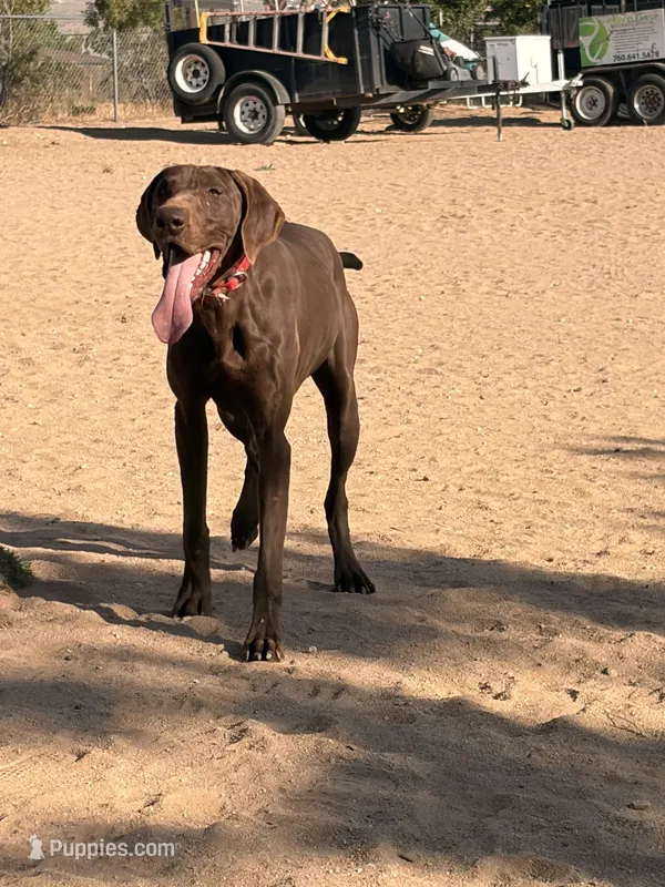 Cinnamon  – German Shorthaired Pointer puppy for sale in Hesperia, CA