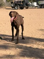 Cinnamon , a female German Shorthaired Pointer for sale in Hesperia, CA – 1 of 8