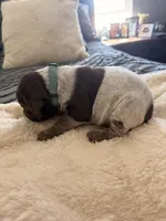light blue, a male German Shorthaired Pointer for sale in Hesperia, CA – Photo 2 of 3