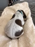 light blue, a male German Shorthaired Pointer for sale in Hesperia, CA – Photo 3 of 3