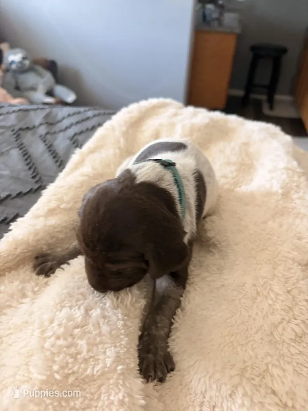 light blue – German Shorthaired Pointer puppy for sale in Hesperia, CA