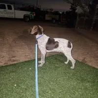 blue collar , a male German Shorthaired Pointer for sale in Hesperia, CA – Photo 3 of 10