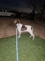blue collar , a male German Shorthaired Pointer for sale in Hesperia, CA – Photo 5 of 6