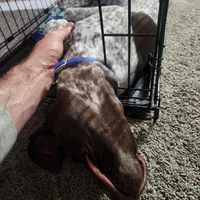 blue collar , a male German Shorthaired Pointer for sale in Hesperia, CA – Photo 5 of 10