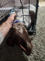 blue collar , a male German Shorthaired Pointer for sale in Hesperia, CA – Photo 4 of 6